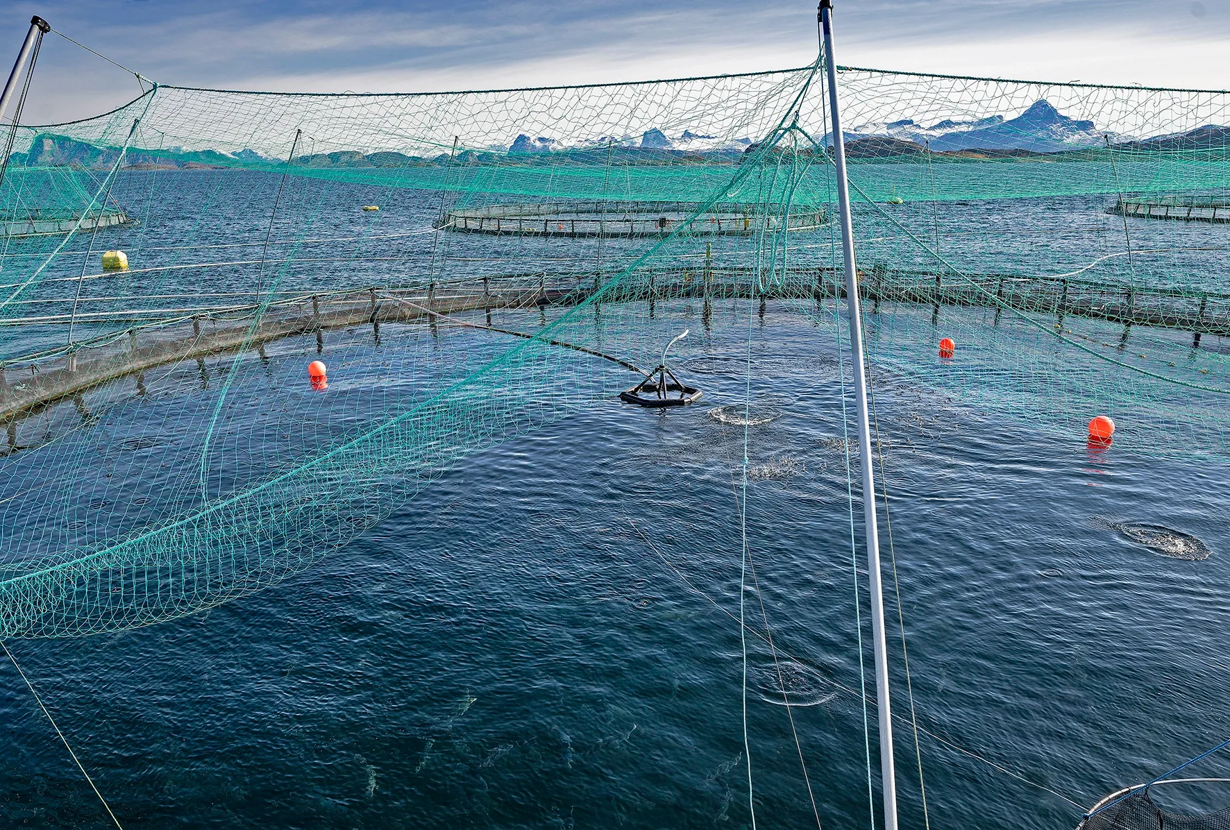 https://fishtales-space.ams3.digitaloceanspaces.com/78ed73844710e39776f94cf51d102ff5.webp