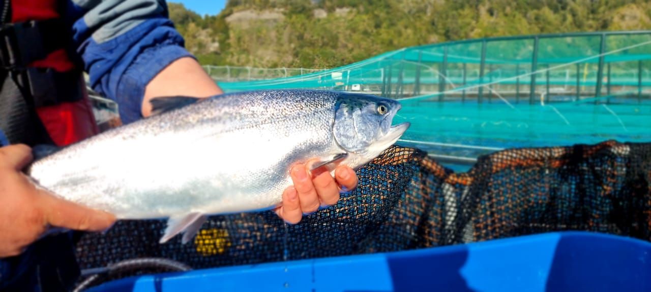 https://fishtales-space.ams3.digitaloceanspaces.com/7bba6f2cb26236ae3fa319885c60e79c.jpeg