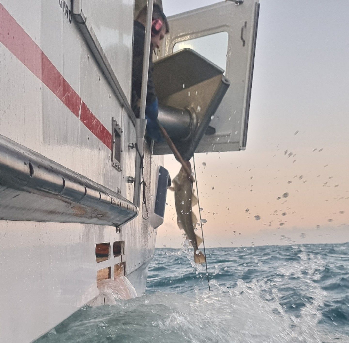 A fish is reeled out of the ocean water next to a white boat at sunset.